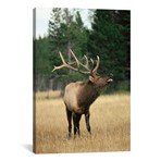 Elk Male Bugling During Rut In The Fall, Yellowstone