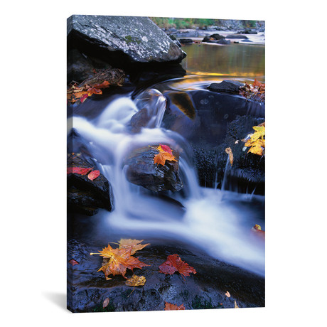 Autumn Leaves In Little River, Great Smoky Mountains (18"W x 26"H x 0.75"D)