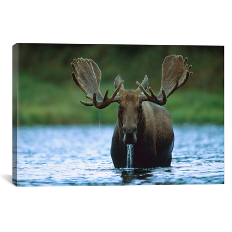 Moose Male Raising Its Head (26"W x 18"H x 0.75"D)