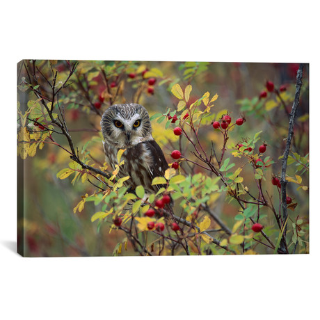 Northern Saw-Whet Owl Perching In A Wild Rose Bush (26"W x 18"H x 0.75"D)