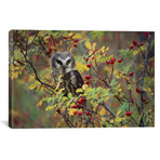 Northern Saw-Whet Owl Perching In A Wild Rose Bush (26"W x 18"H x 0.75"D)