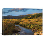 Ponderosa Pine Trees In Prairie Landscape, Black Hills (26"W x 18"H x 0.75"D)