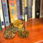 Fossil Ammonites