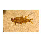 50 Million Year old Fossil Fish