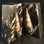 Fossil Orthoceras Bookends