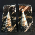 Fossil Orthoceras Bookends