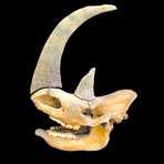 Ice Age Wooly Rhino Skull