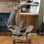 Ice Age Wooly Rhino Skull
