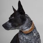 Link AKC Smart Dog Collar (X-Small)