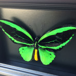 Birdwing Butterfly Shadow Box