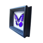 Morpho Helena Butterfly Shadow Box