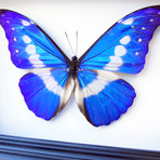 Morpho Helena Butterfly Shadow Box