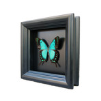Papilio Albertisi Butterfly Shadow Box