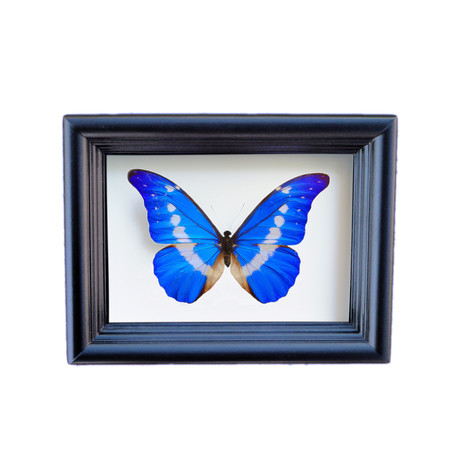 Morpho Helena Butterfly Shadow Box