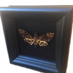 Death's Head Moth Shadow Box