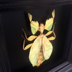 Leaf Bug Shadow Box