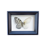 Steampunk Butterfly Shadow Box