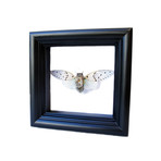 Steampunk Ghost Cicada Shadow Box