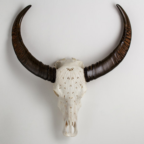 Carved Buffalo Skull // Feathers