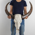 Carved Buffalo Skull // Feathers