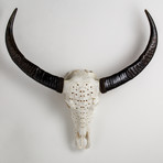 Carved Buffalo Skull // Skeletons