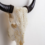 Carved Cow Skull // XL Horns // Celtic