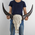 Carved Cow Skull // XL Horns // 3 Circles
