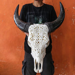 Carved Cow Skull // XL Horns // Tribal #6