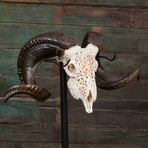 Carved Ram Skull // Celtic #3