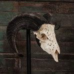 Carved Ram Skull // Tribal #5
