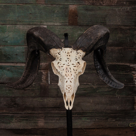 Carved Ram Skull // Tribal #5