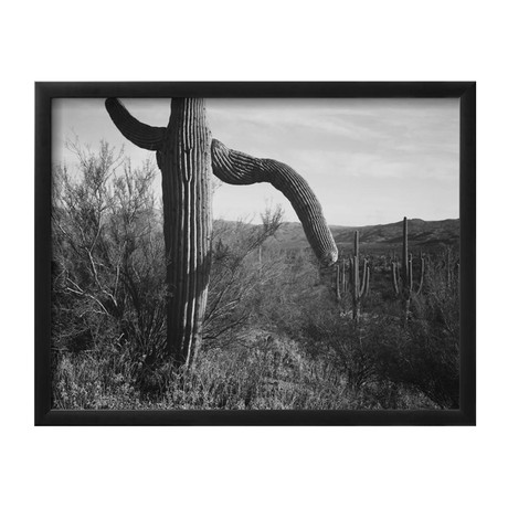Saguaro National Monument (17"W x 21"H x 1"D)