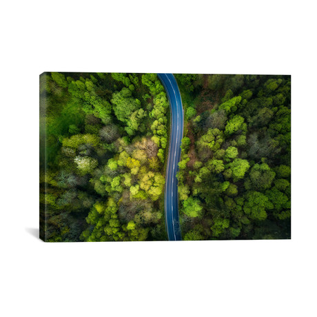 Road In The Forest // Alfonso Maseda Varela (26"W x 18"H x 0.75"D)