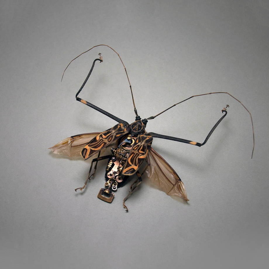 Insect Lab - Mechanically Customized Insect Displays - Touch Of Modern