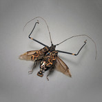 Cerambycidae // Acrocinus Longimanus