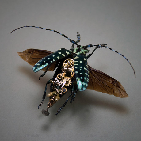 Cerambycidae // Callophora Solli