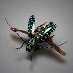 Cerambycidae // Callophora Solli