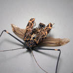 Cerambycidae // Acrocinus Longimanus