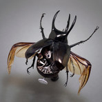 Dynastinae // Chalcosoma Atlas