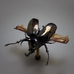 Dynastinae // Chalcosoma Atlas