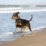 Multi-Fit Collar // Blue (Medium - Large)