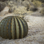 Golden Barrel Cactus (Small)