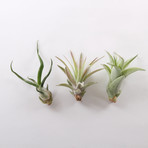 Air Plants // Set of 6 + Spray Bottle