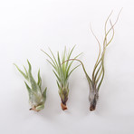 Air Plants // Set of 6 + Spray Bottle