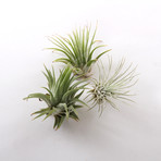 Air Plants // Set of 6 + Spray Bottle
