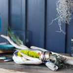 Bulb Terrarium Kit // Tube (Without Air Plant)