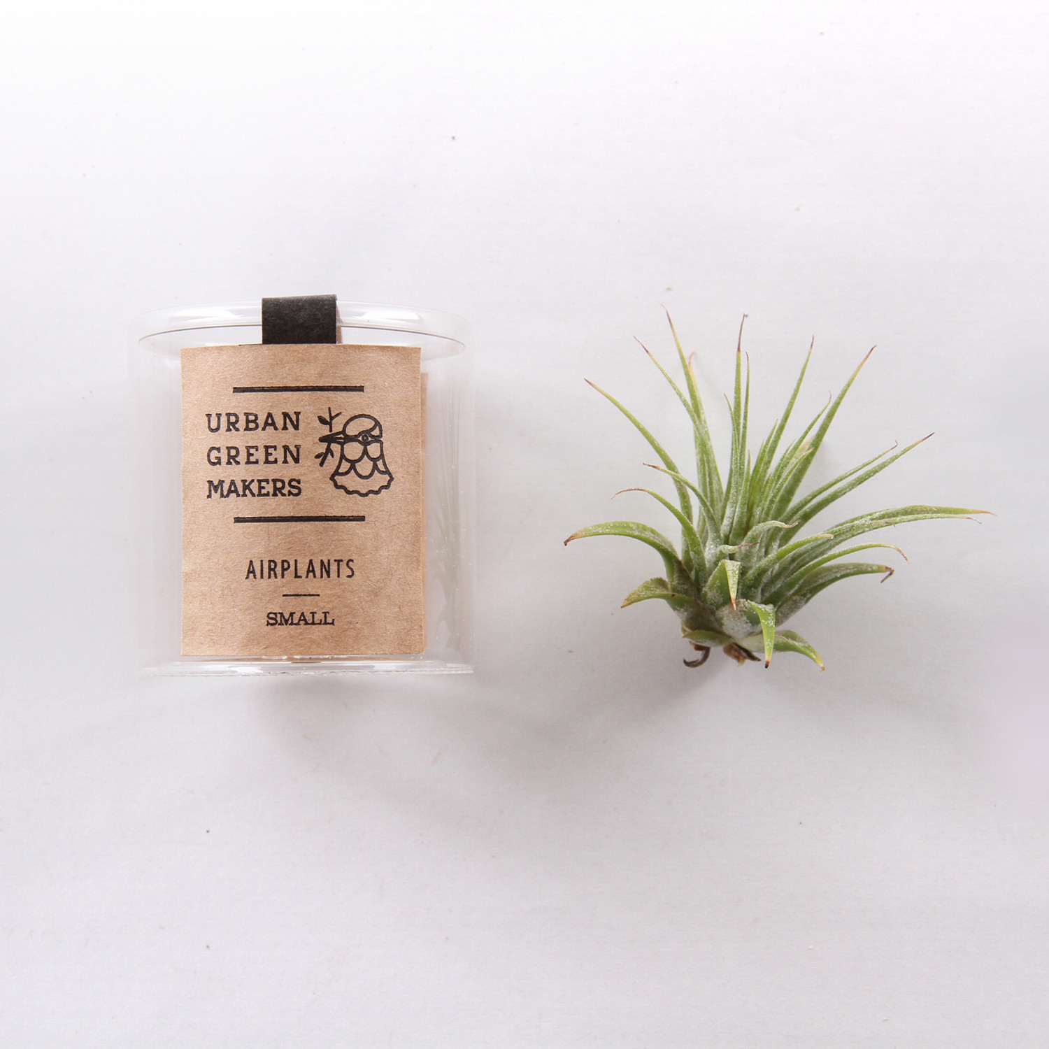 Glass Jar Terrarium Kit (With Air Plant) Urban Green Makers // UGM
