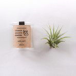 Glass Jar Terrarium Kit (Without Air Plant)