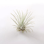 Bulb Terrarium Kit // Globe (Without Air Plant)