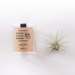 Bulb Terrarium Kit // Tube (Without Air Plant)